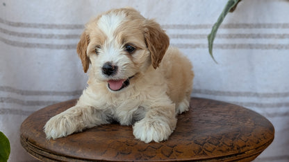 CAVAPOO (MAY 23) FEMALES