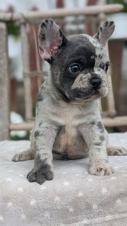 FRENCH BULLDOG (05/20) MALE