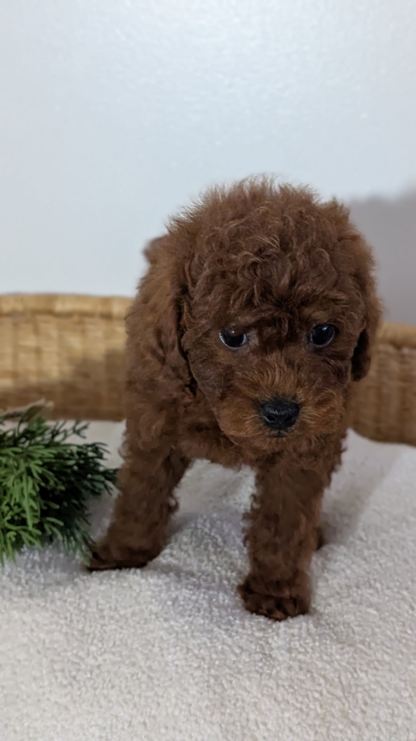 MINI POODLE (NOV 14) MALES