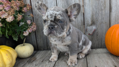 FRENCH BULLDOG (09/09) MALE