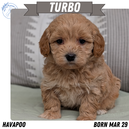 HAVAPOO (MAR 29) MALES