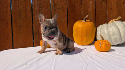 FRENCH BULLDOG (08/12) MALE