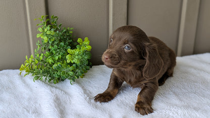 MINI DACHSHUND (02/21) MALE