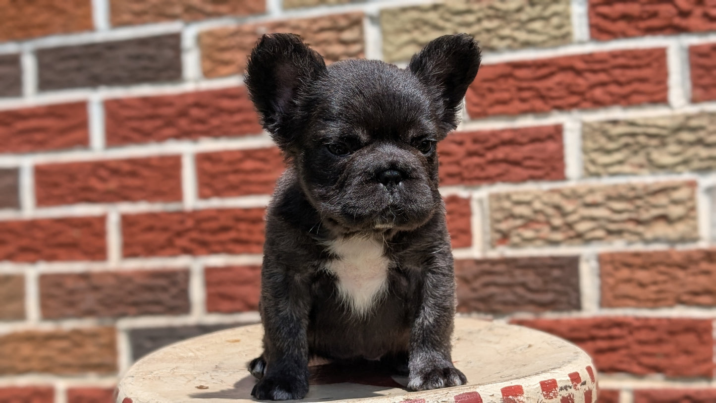 FRENCH BULLDOG (MAR 09) FEMALES