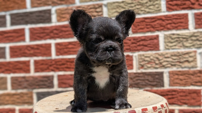 FRENCH BULLDOG (MAR 09) FEMALES