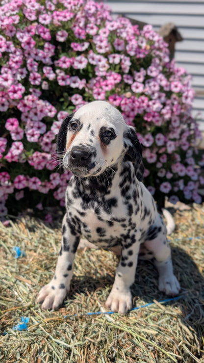 DALMATIAN (JUN 29) FEMALES