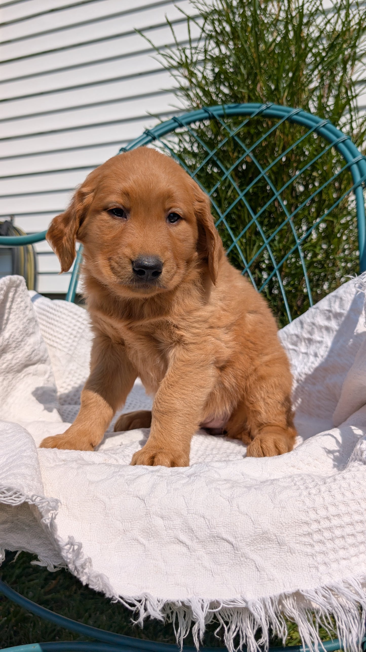 GOLDEN RETRIEVER (07/24) FEMALE