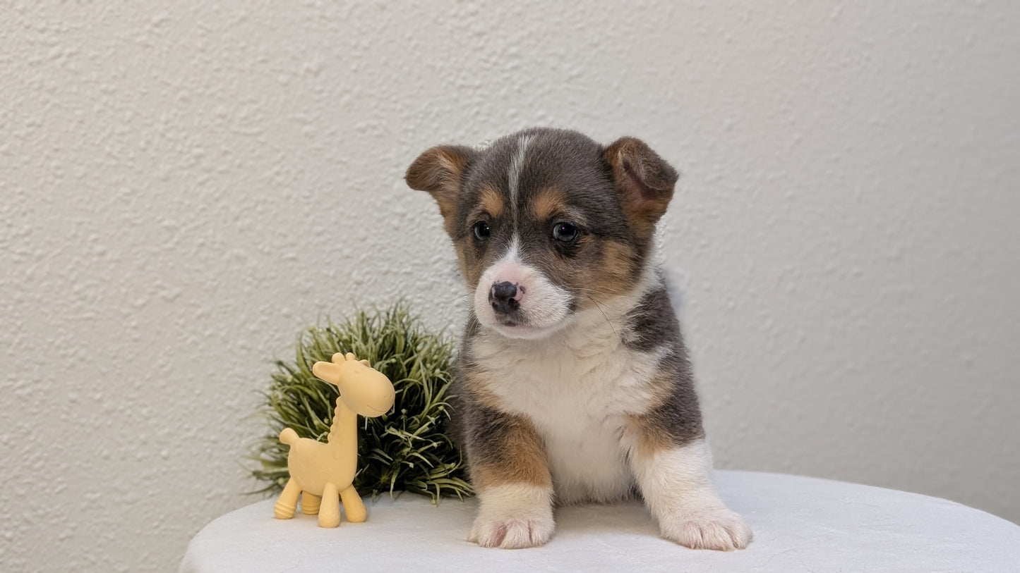 CORGI (JAN 09) MALES