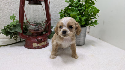 COCKER SPANIEL (12/18) MALE