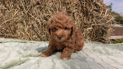MINI POODLE (03/18) MALE