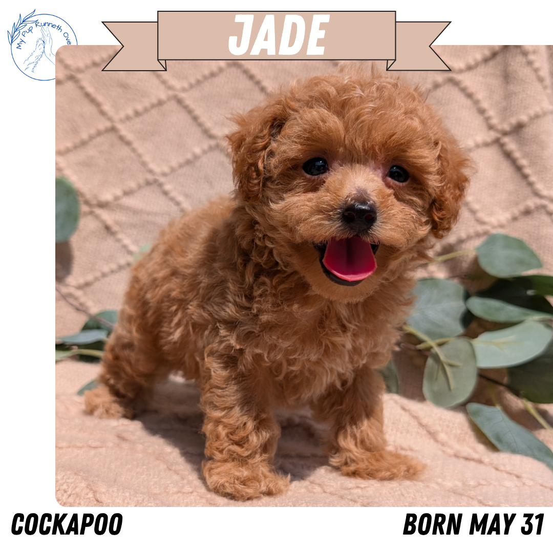 COCKAPOO (05/31) FEMALE