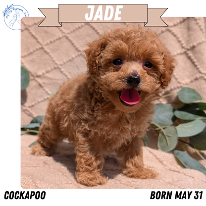COCKAPOO (05/31) FEMALE