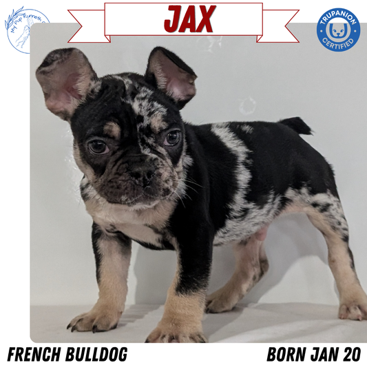 FRENCH BULLDOG (JAN 20) MALE