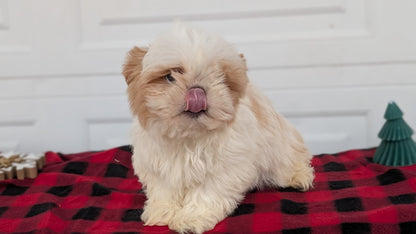 SHIH TZU (OCT 28) MALES