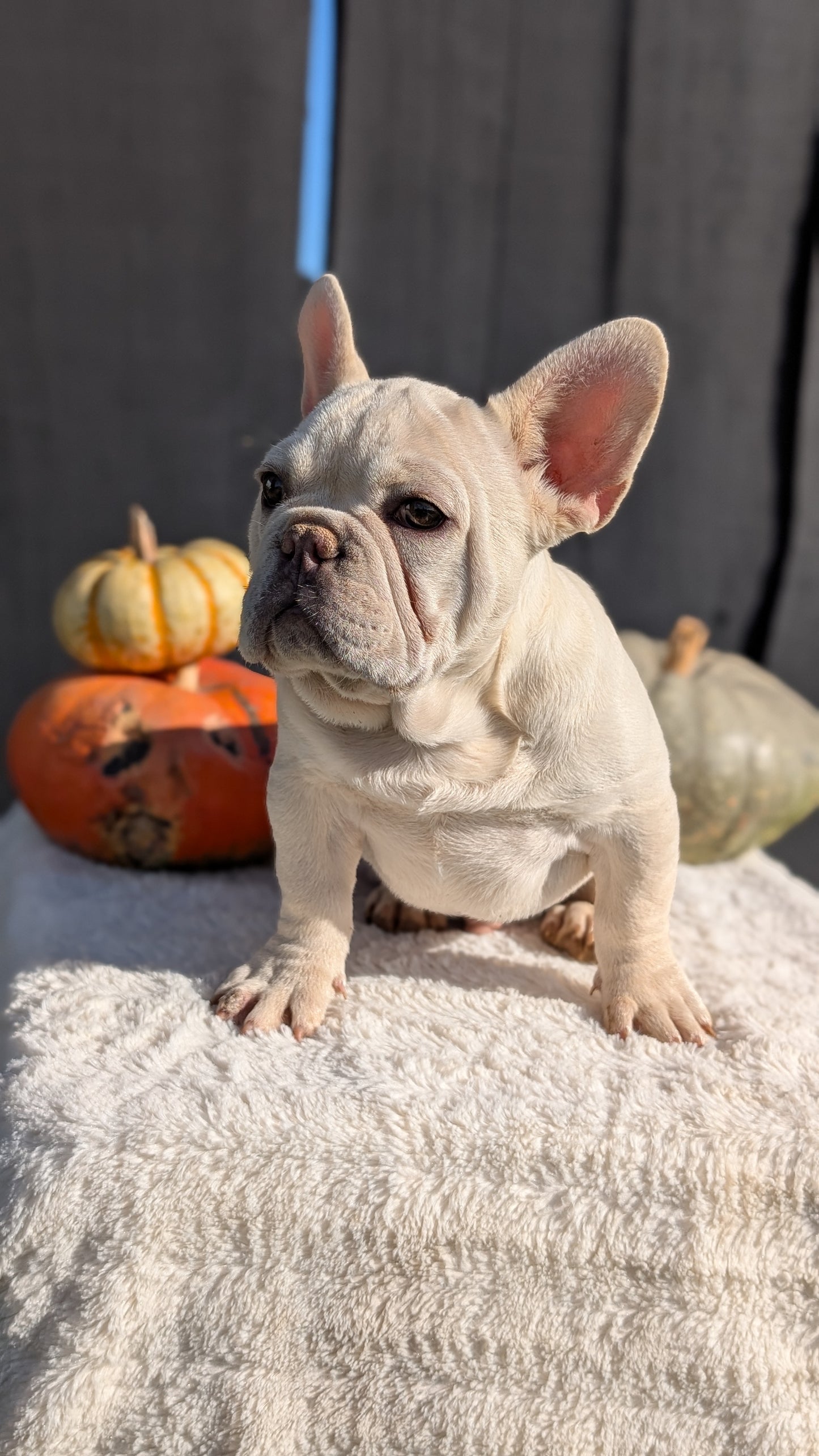 FRENCH BULLDOG (07/08) MALE