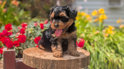 YORKIPOO (MAY 26) MALES