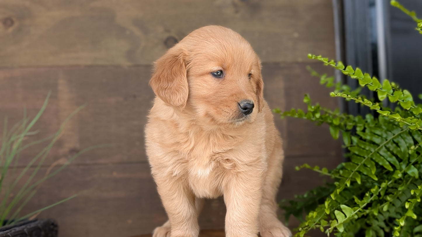 GOLDEN RETRIEVER (MAR 27) FEMALES