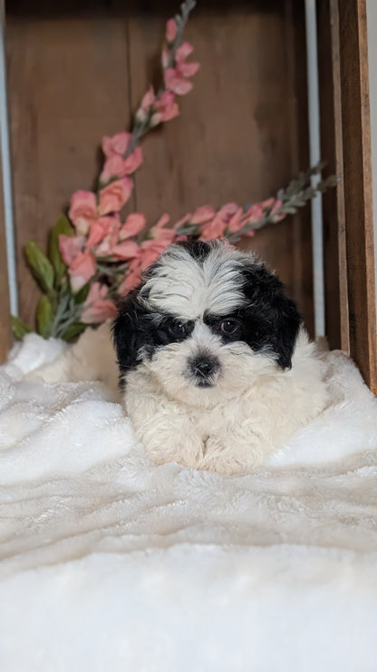 TEDDY BEAR (JUL 15) 1 MALE/1 FEMALE