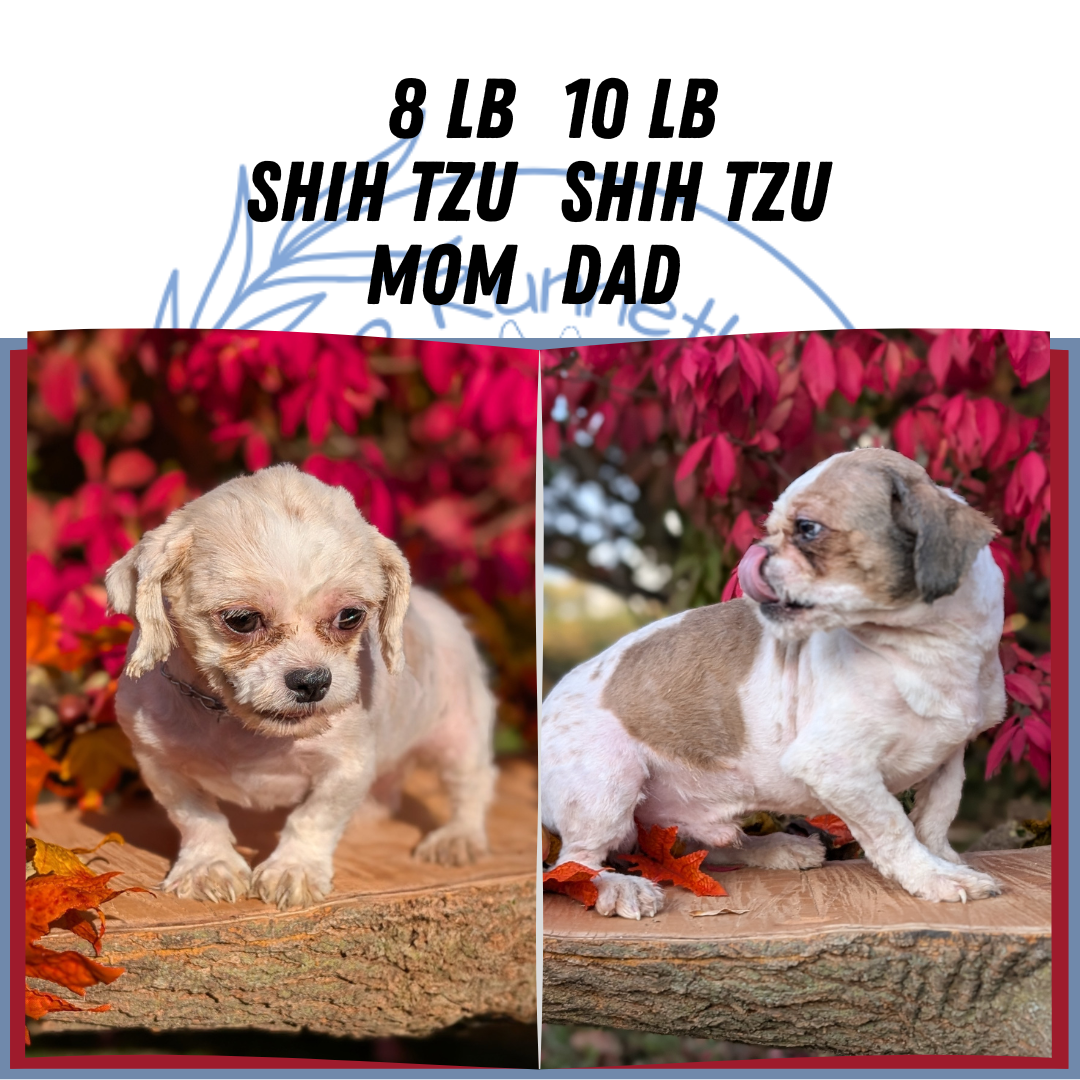 SHIH TZU (09/03) MALE
