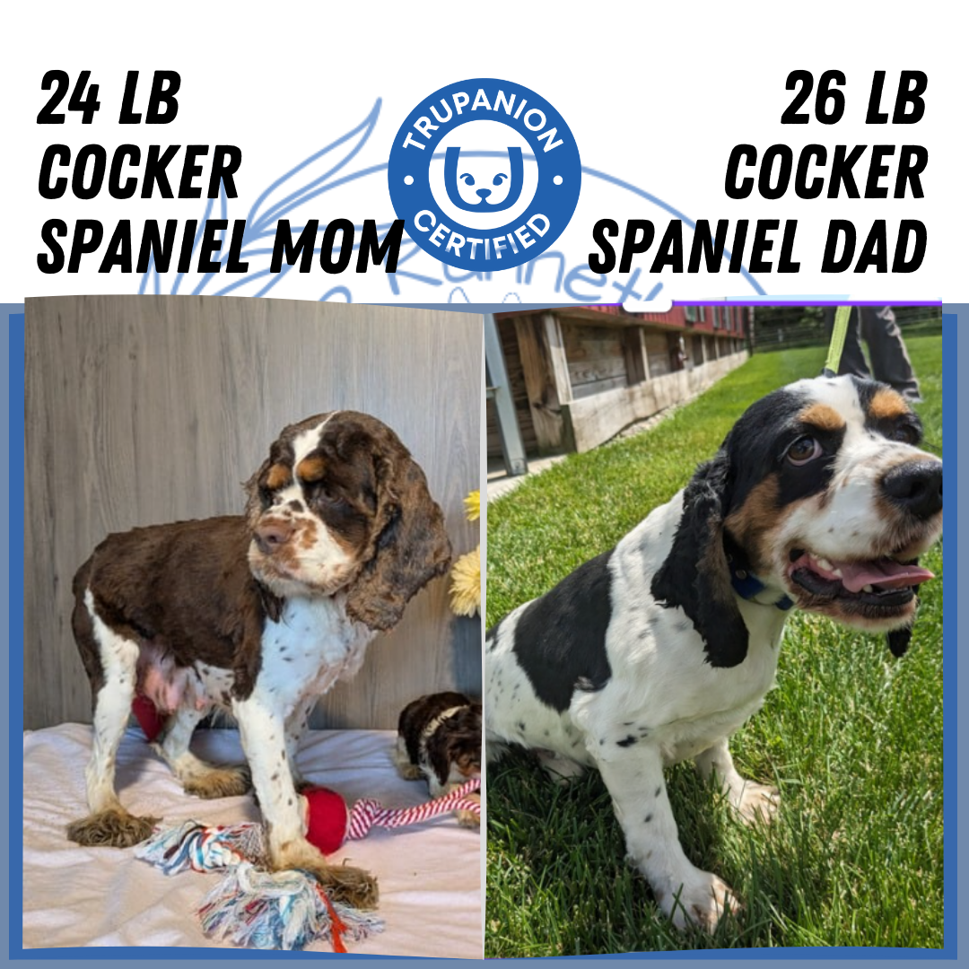 COCKER SPANIEL (07/17) FEMALE