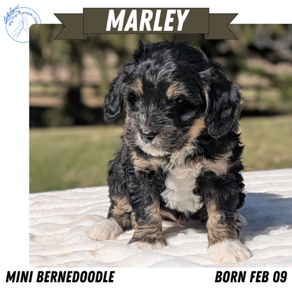 MINI BERNEDOODLE (02/09) MALE