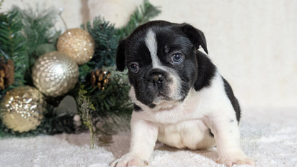 FRENCH BULLDOG (OCT 08) MALES