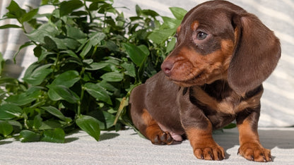 MINI DACHSHUND (09/22) MALE