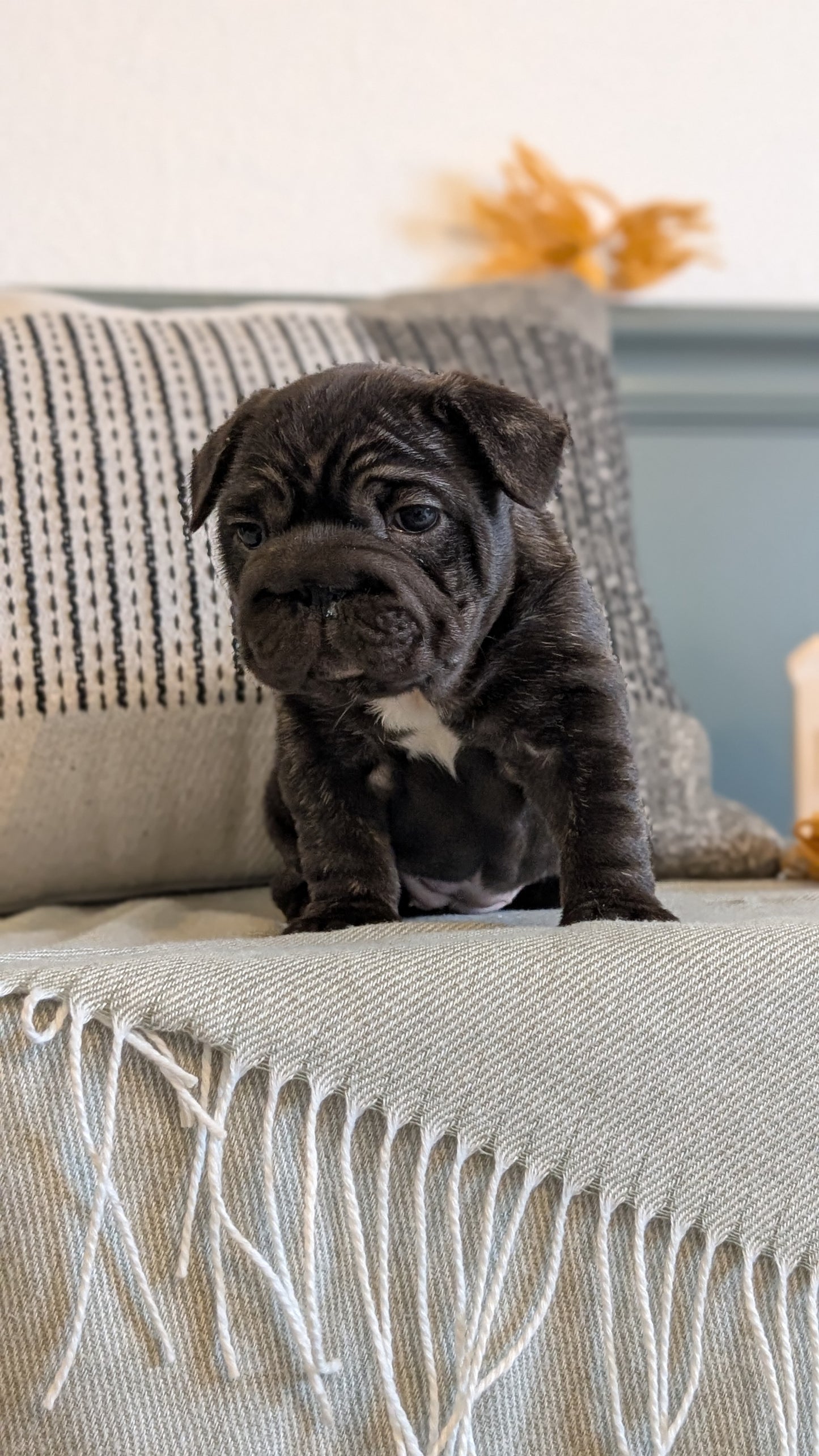 FRENCH BULLDOG (JAN 09) FEMALES