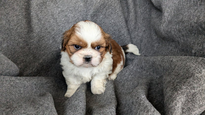SHIH TZU (10/08) MALE
