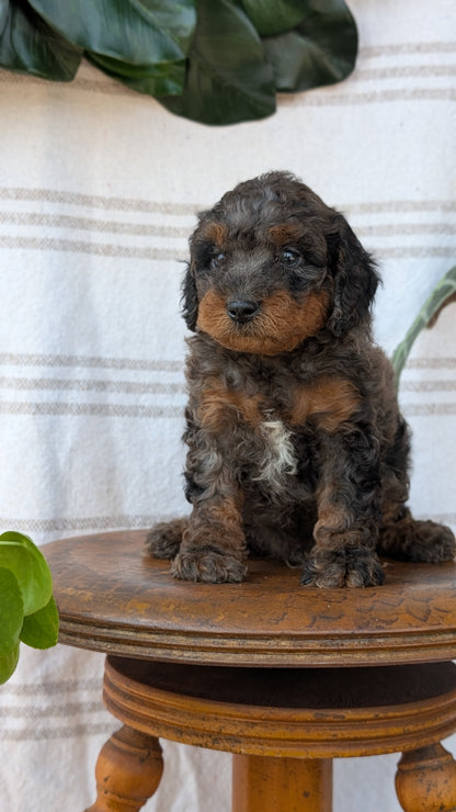 CAVAPOO (MAY 23) MALES