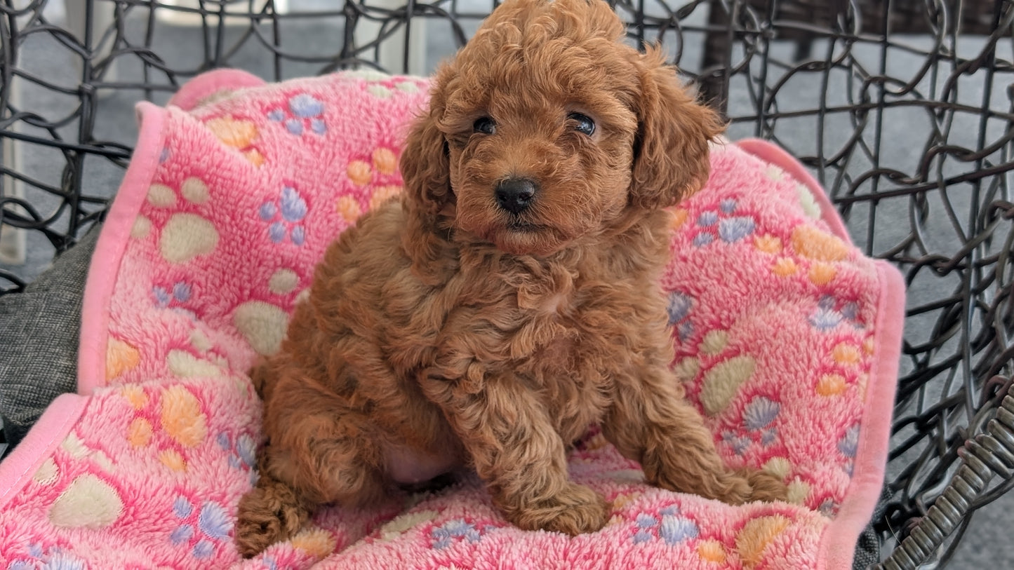 TOY POODLE (JUN 22) FEMALES