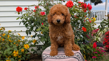 TOY POODLE (05/08) MALE