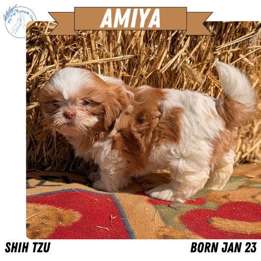 SHIH TZU (01/23) FEMALE