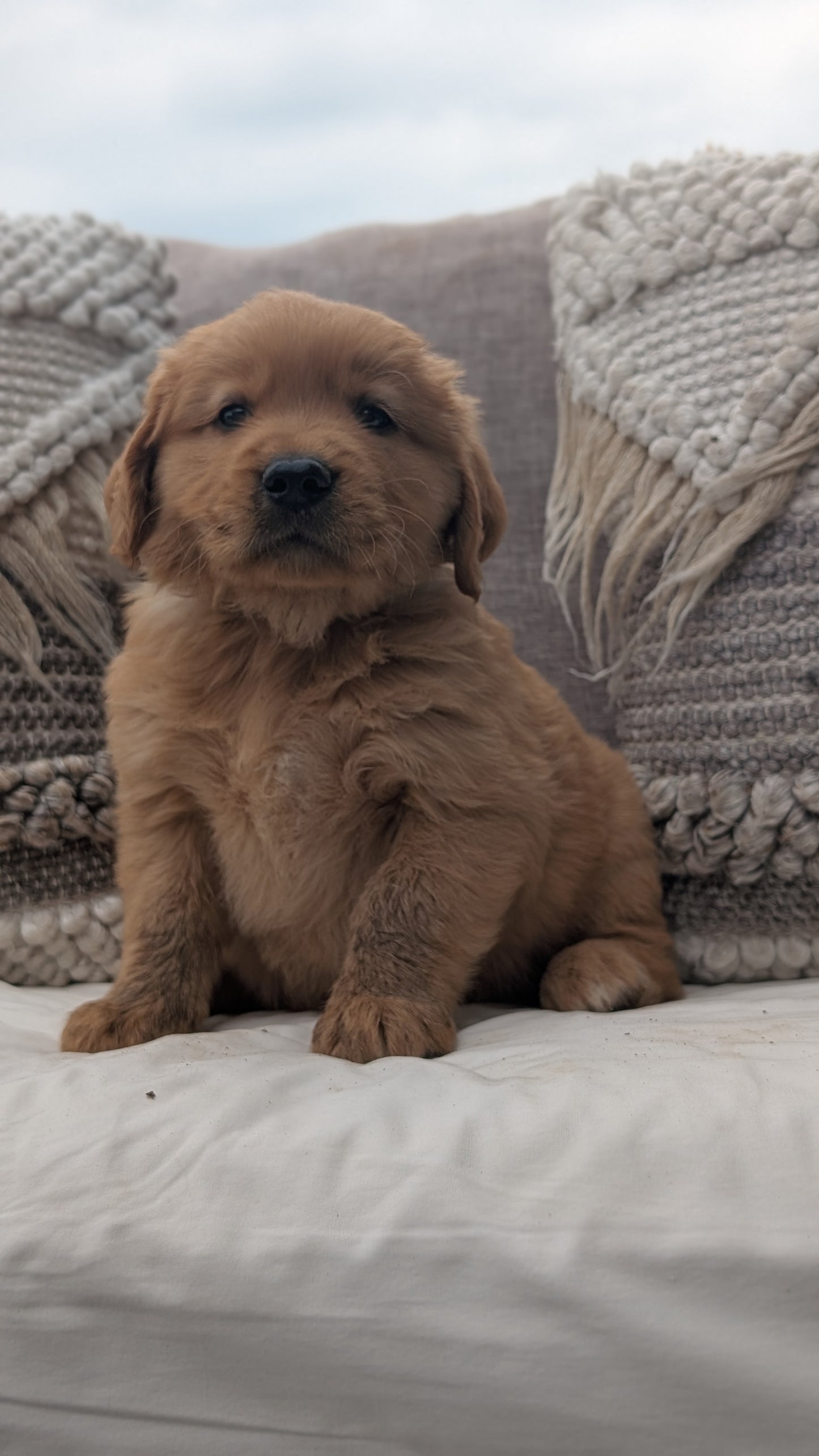 GOLDEN RETRIEVER (JUL 01) MALES
