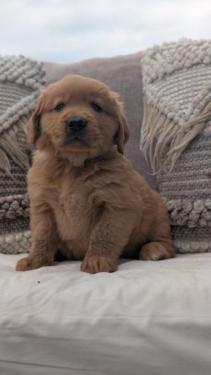 GOLDEN RETRIEVER (JUL 01) MALES