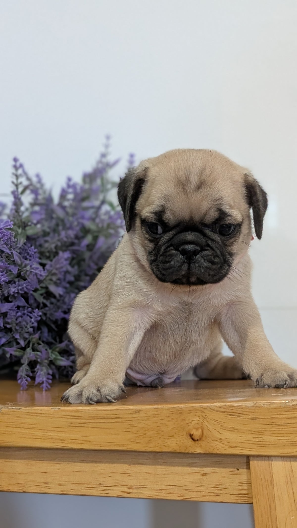 PUG (SEP 12) 4 MALES/1 FEMALE