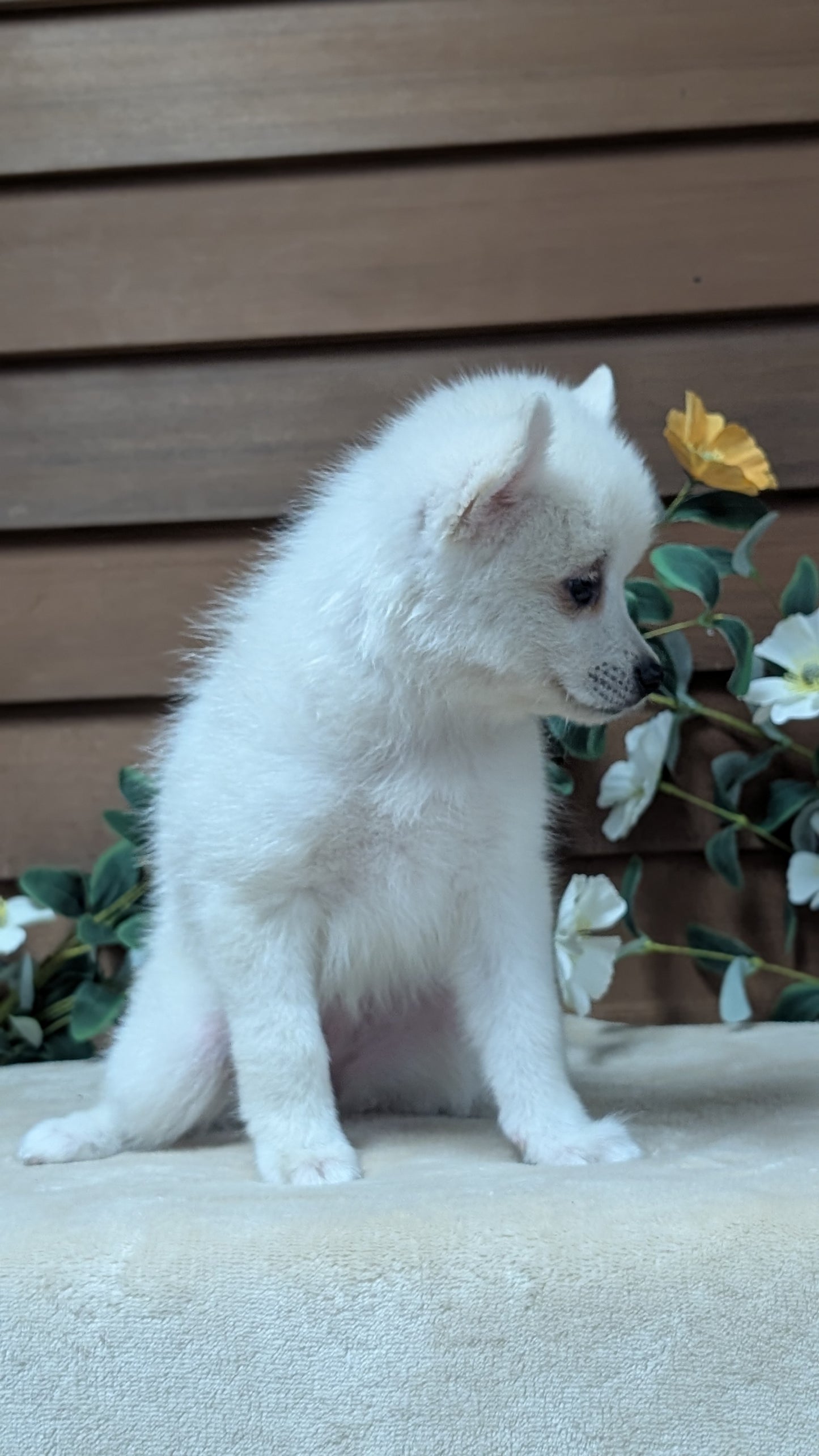 POMSKY (JUL 03) 1 MALE/3 FEMALES