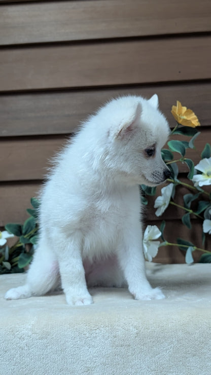 POMSKY (JUL 03) 1 MALE/3 FEMALES
