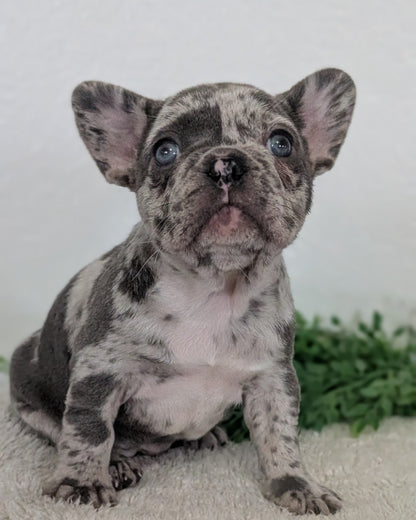 FRENCH BULLDOG (FEB 16) FEMALES
