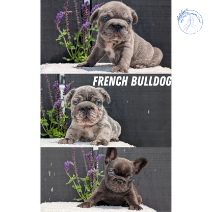 FRENCH BULLDOG (APR 24) MALES