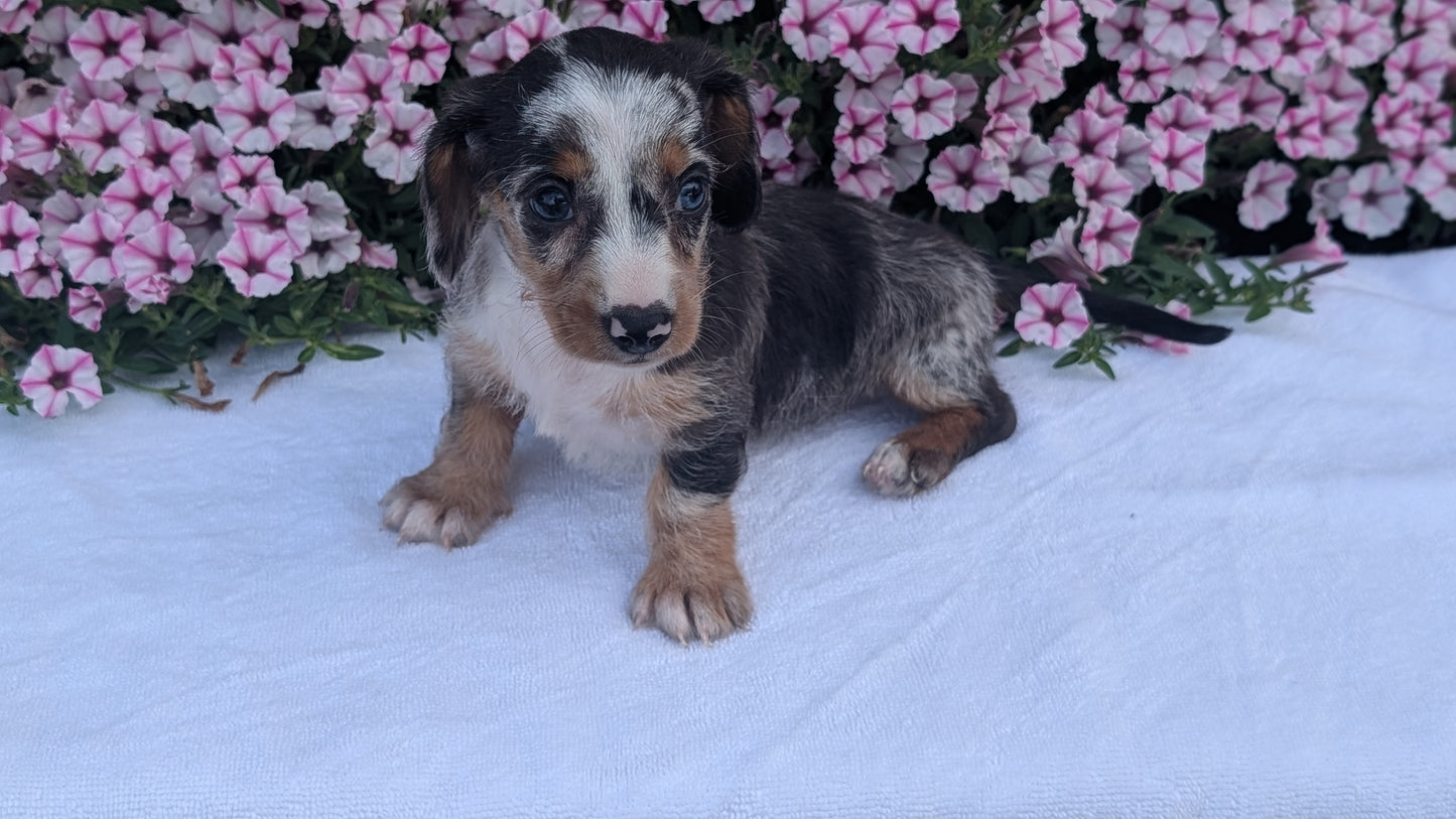 MINI DACHSHUND (JUN 04) FEMALES