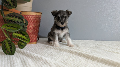 MINI SCHNAUZER (01/08) FEMALE