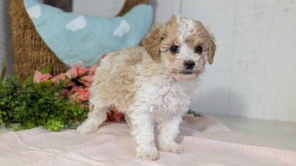 MINI POODLE (DEC 04) FEMALE