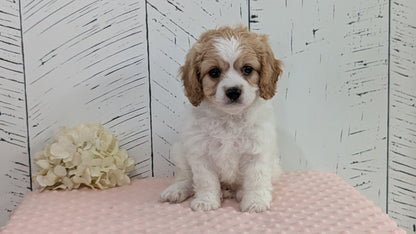 CAVAPOO (JUN 14) MALES