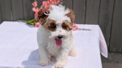 CAVAPOO (MAY 09) FEMALE
