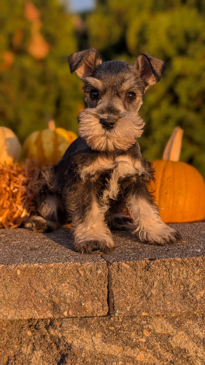 MINI SCHNAUZER (09/11) FEMALE