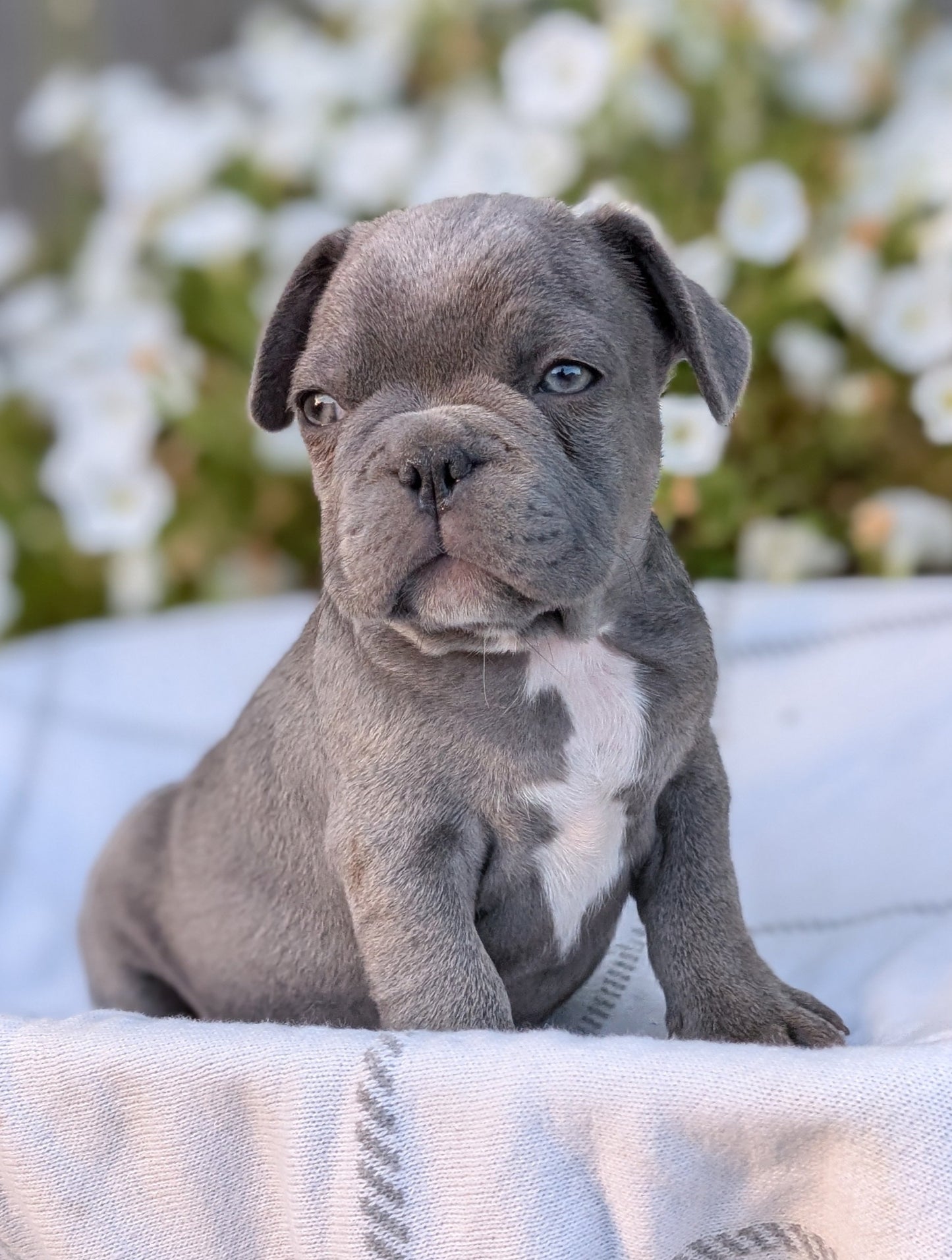 FRENCH BULLDOG (07/15) MALE