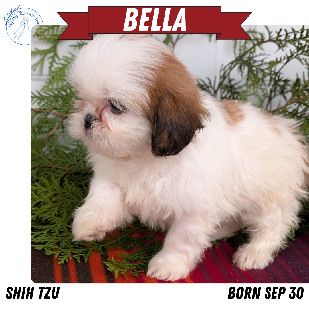 SHIH TZU (SEP 30) FEMALE