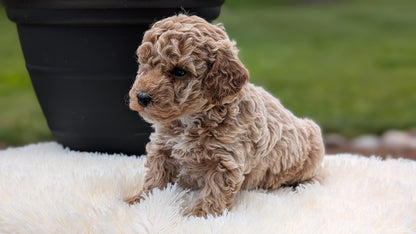 MINI POODLE (MAY 12) MALES