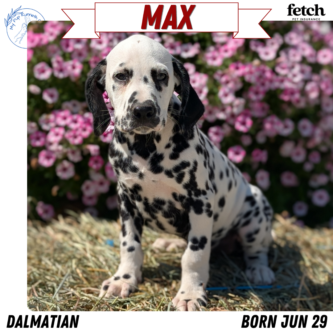 DALMATIAN (JUN 29) MALES